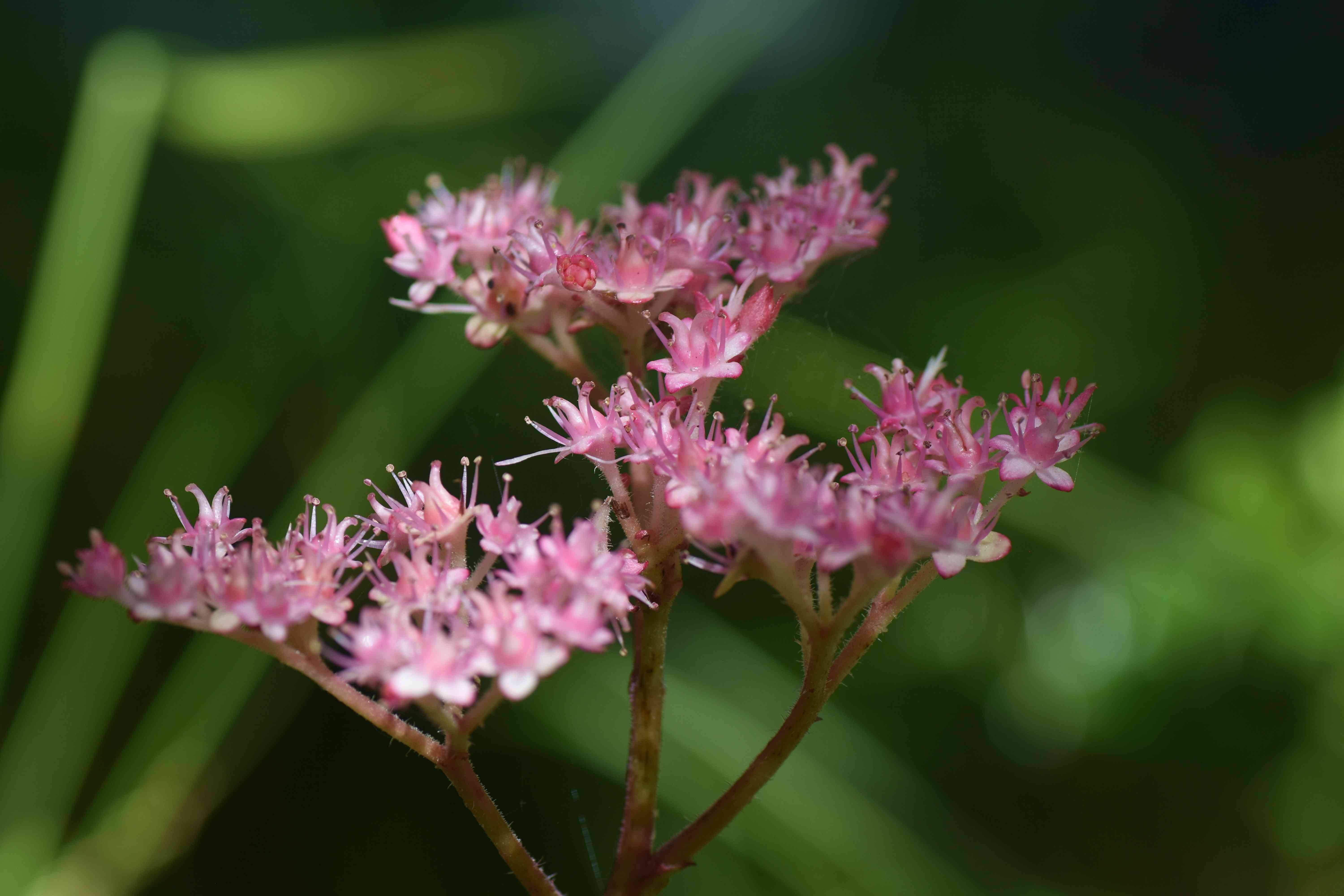 How to Grow and Care For Rodgersia