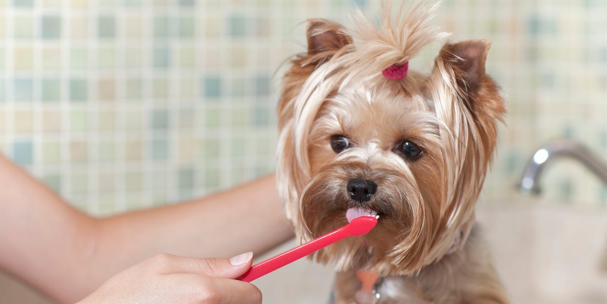 7 Best Dog Toothpastes of 2023