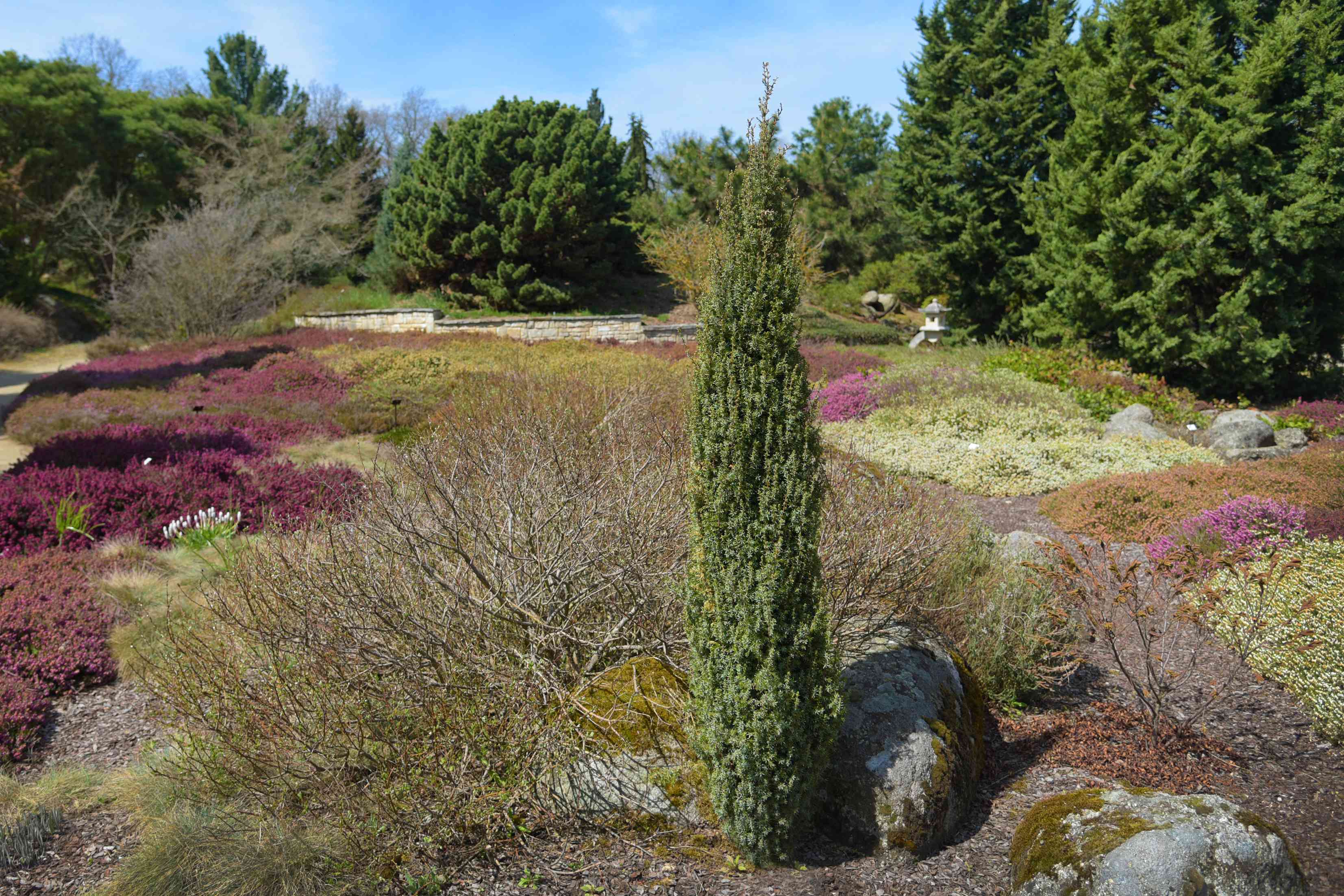 How to Grow and Care for Common Juniper