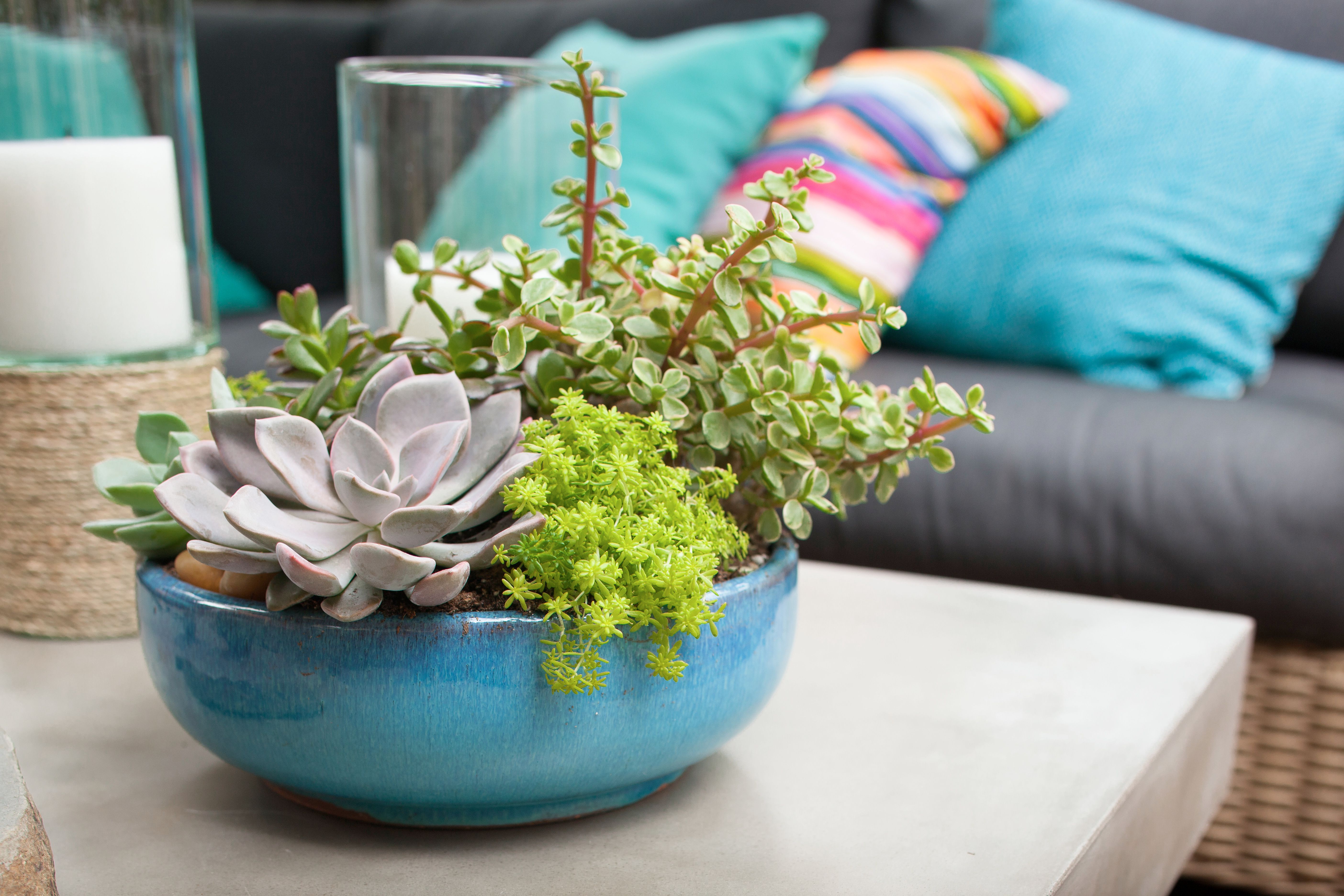 10 Dish Garden Ideas That Will Bring the Outdoors In