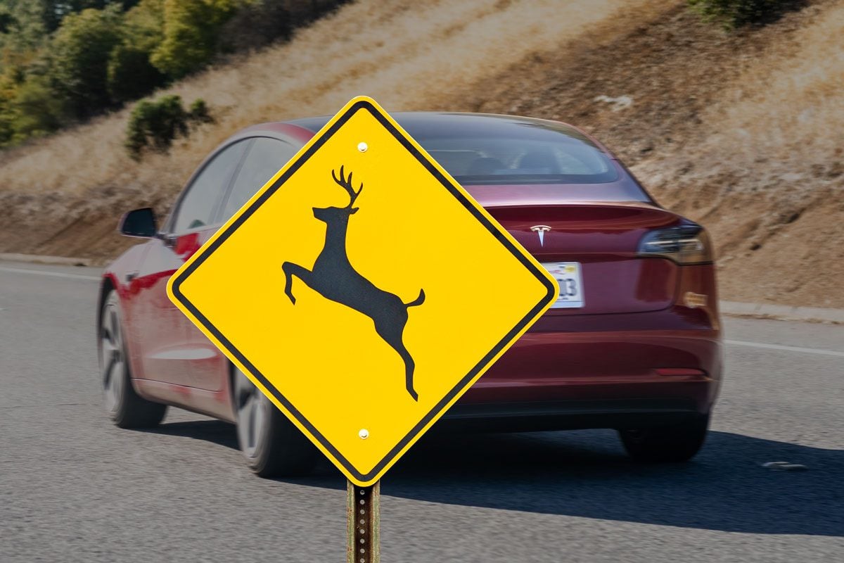 Self-Driving Tesla Hits Deer Without BrakingIs Pedestrian Safety at Risk?